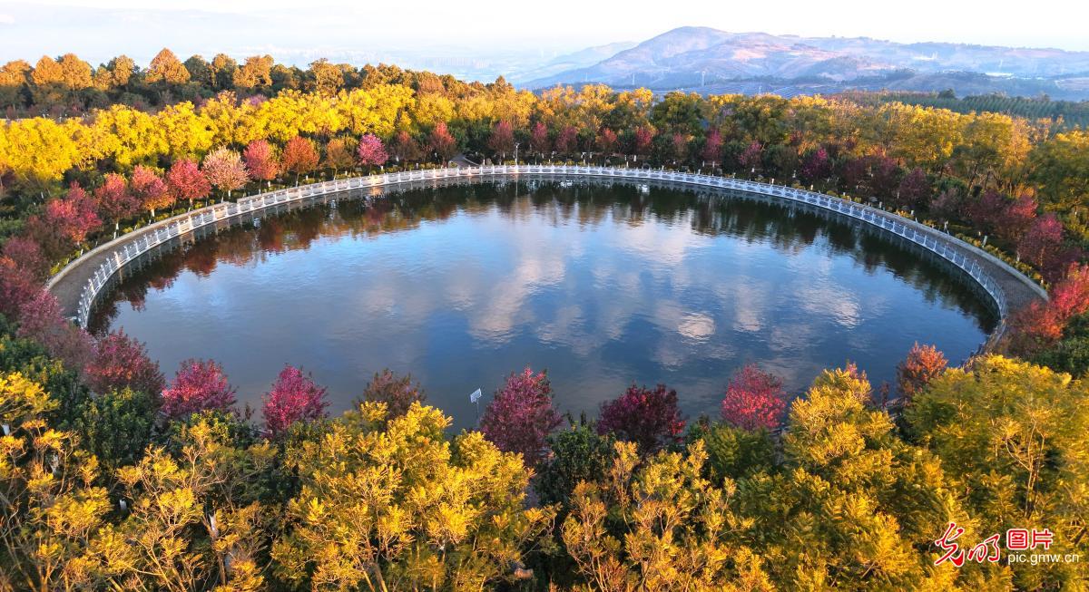 冬樱花竞相绽放