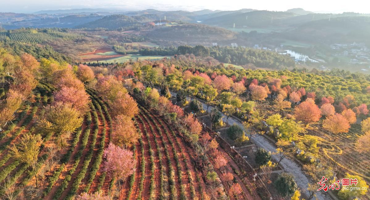 冬樱花竞相绽放