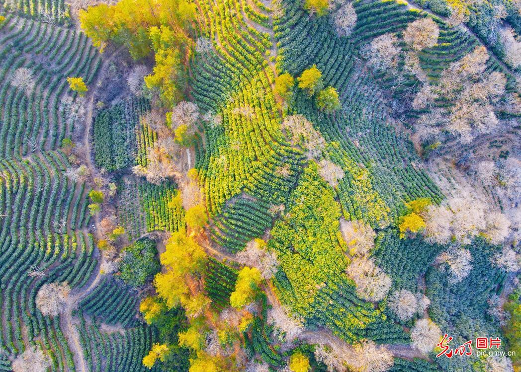 生态茶园绘就冬日好“丰”景