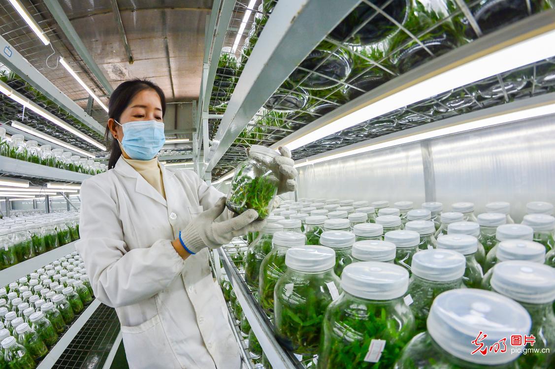 冬日育苗备春耕