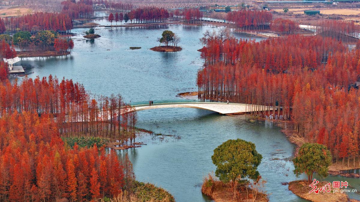 【大美中国·AI动画】“水上森林”景独好