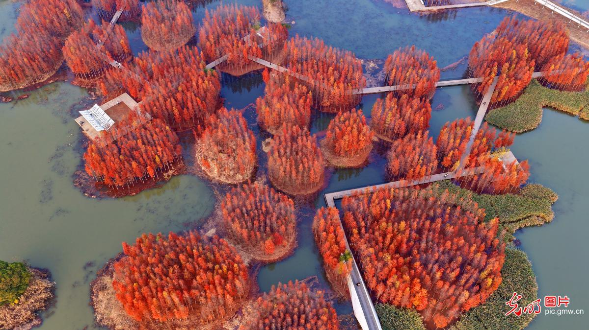 【大美中国·AI动画】“水上森林”景独好