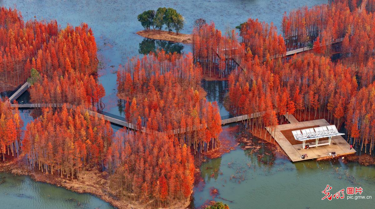 【大美中国·AI动画】“水上森林”景独好