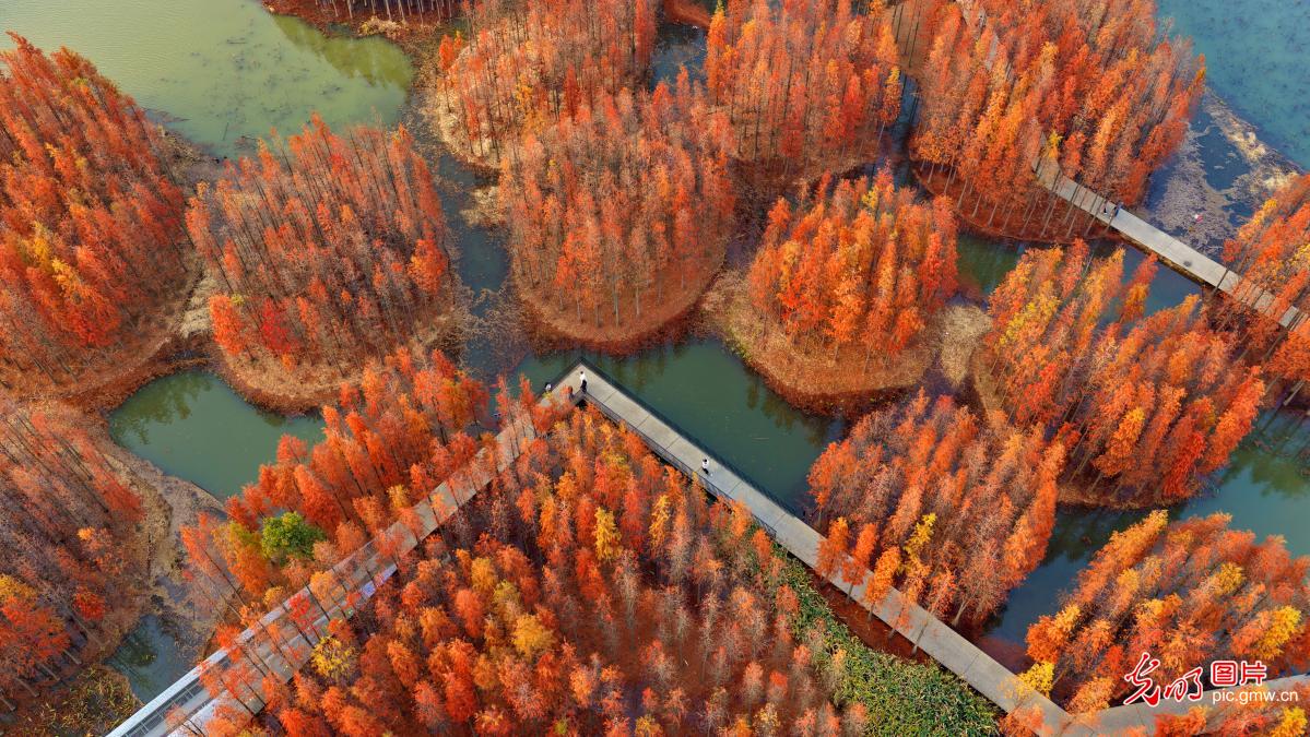 【大美中国·AI动画】“水上森林”景独好