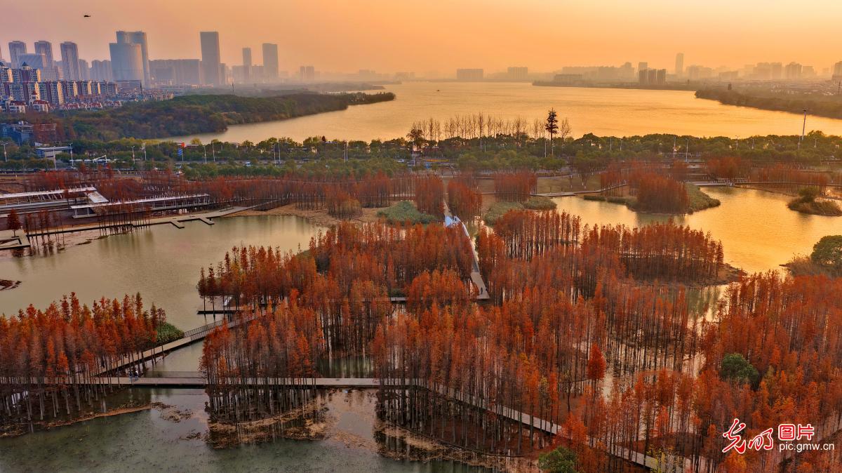 【大美中国·AI动画】“水上森林”景独好