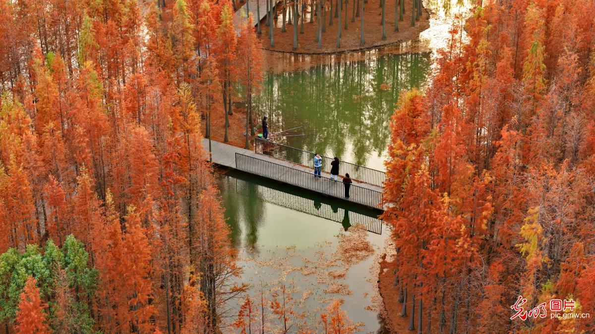 【大美中国·AI动画】“水上森林”景独好