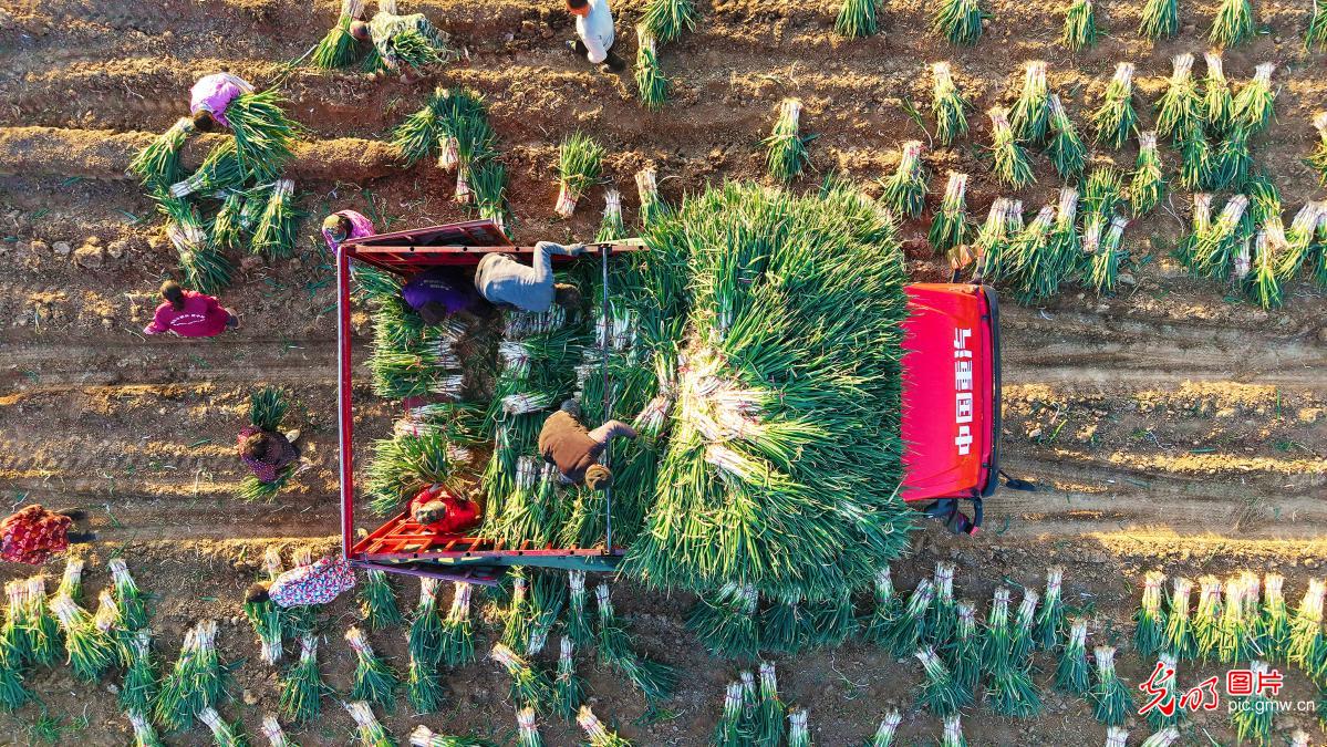 抢抓农时 力促增收