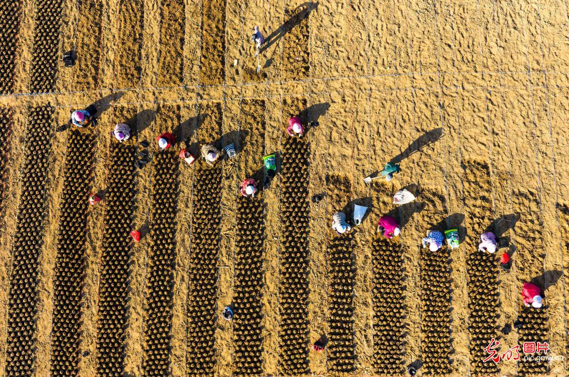 抢抓农时 力促增收