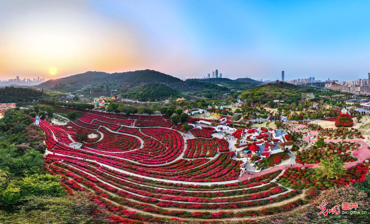 冬季赏花正当时