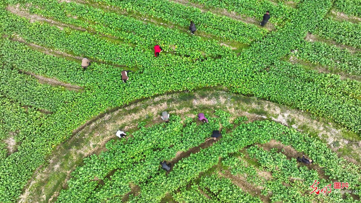 “冬闲田”变成油菜“增收田”