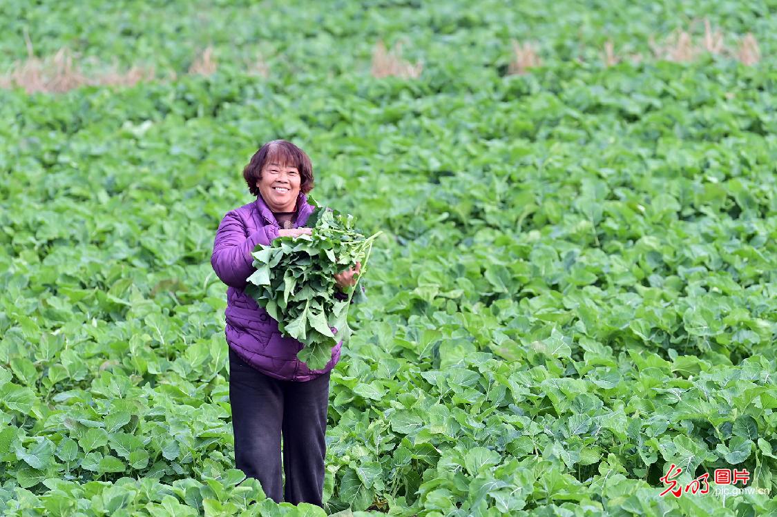 “冬闲田”变成油菜“增收田”