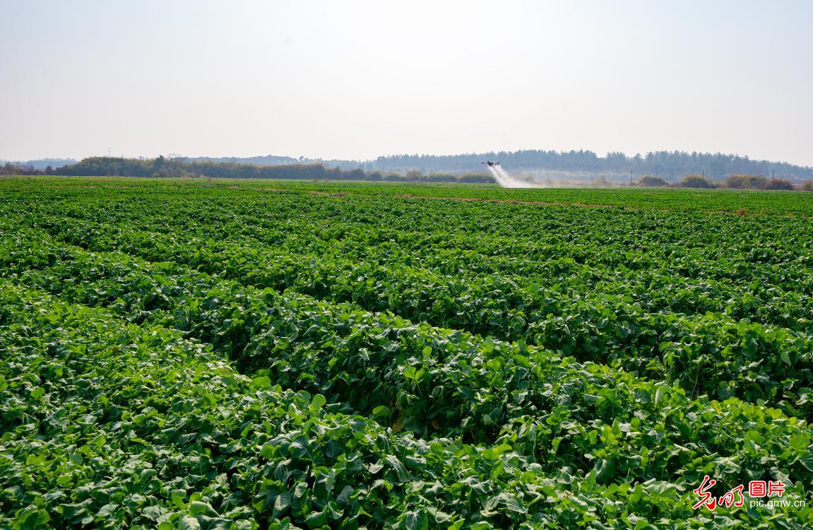 “智慧农业”助冬管