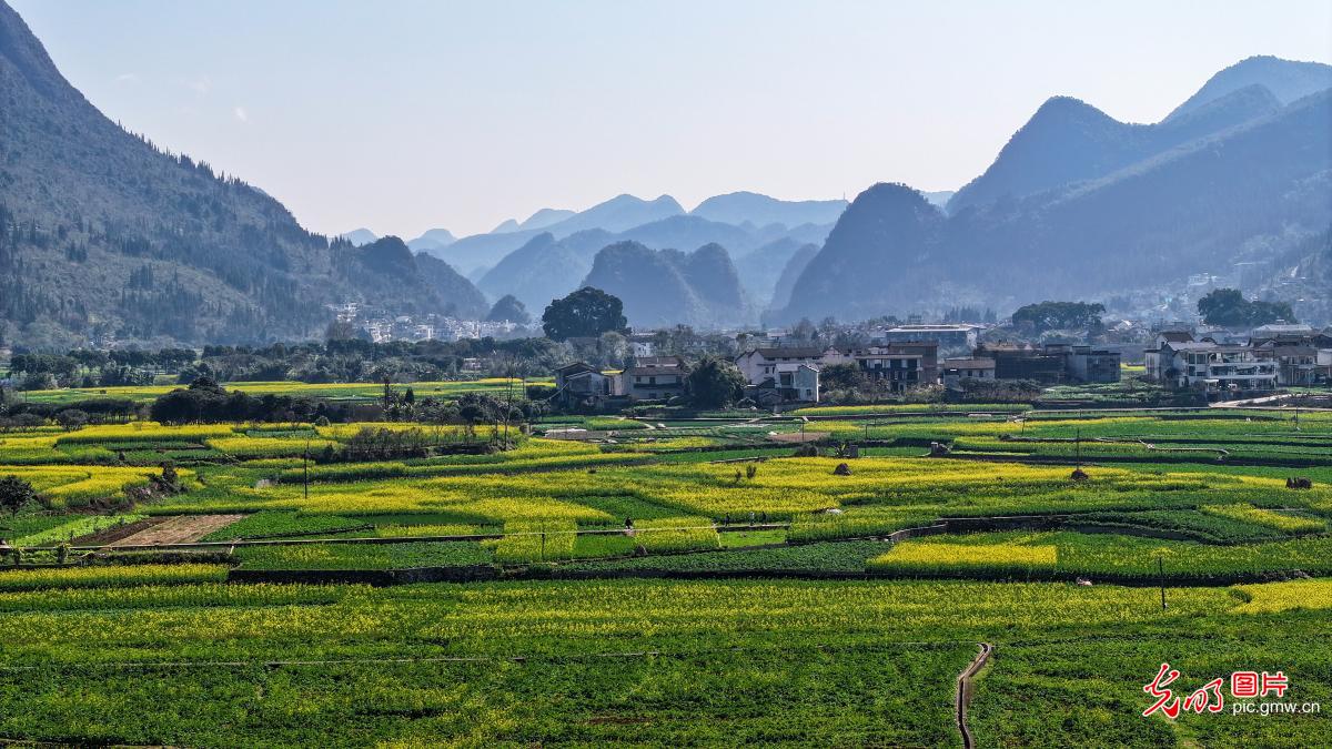油菜花开乡村美