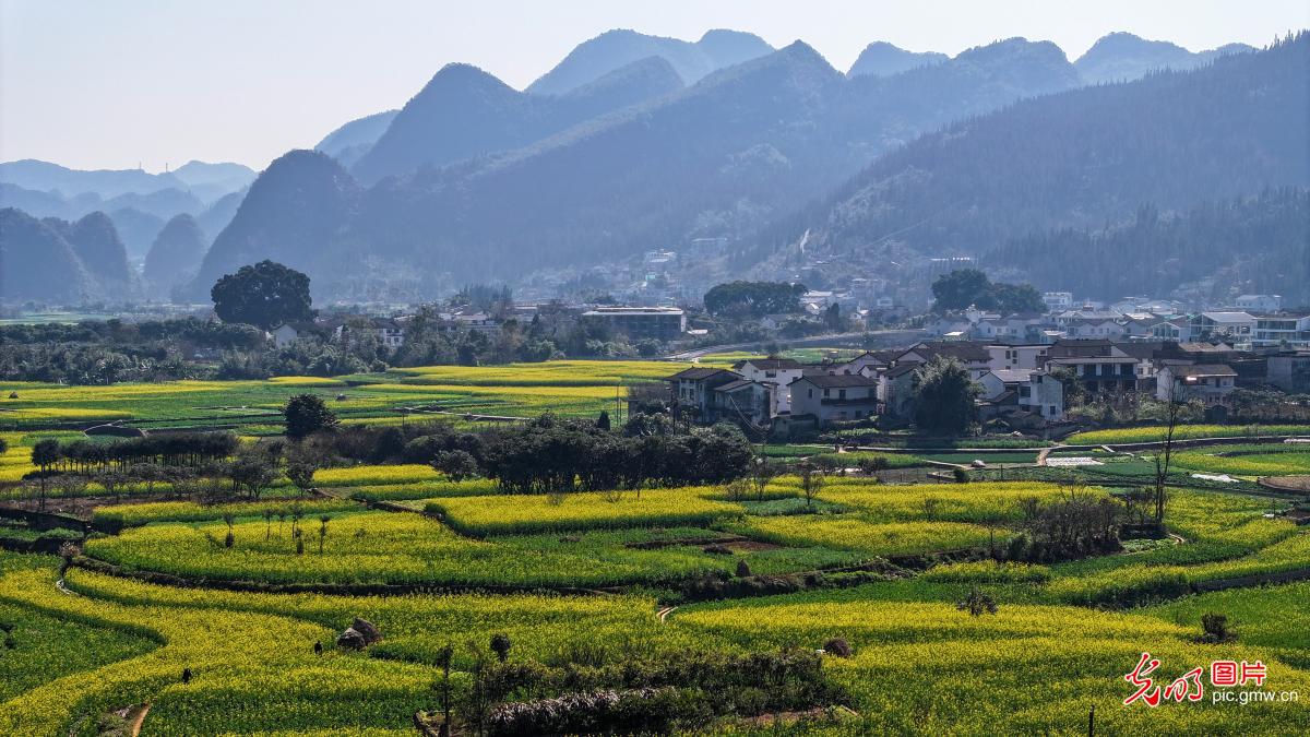 油菜花开乡村美