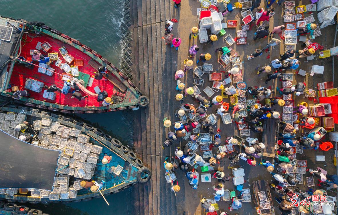 节前捕捞忙 码头渔市旺