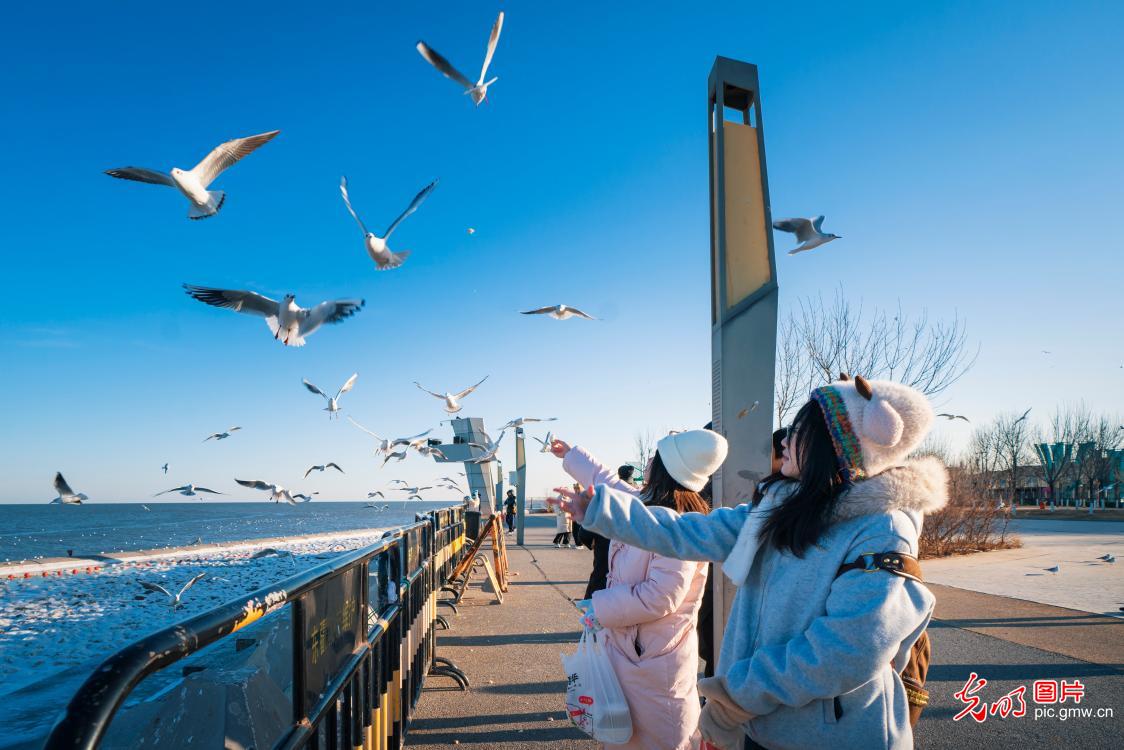 人鸥亲密互动 共享碧海蓝天