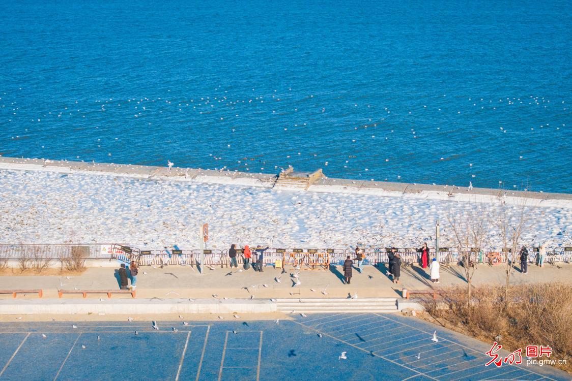 人鸥亲密互动 共享碧海蓝天