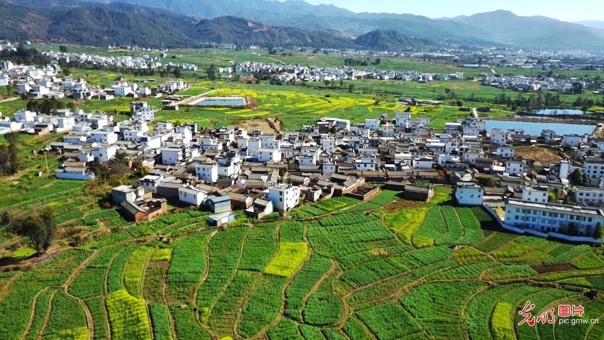 油菜花开景如画