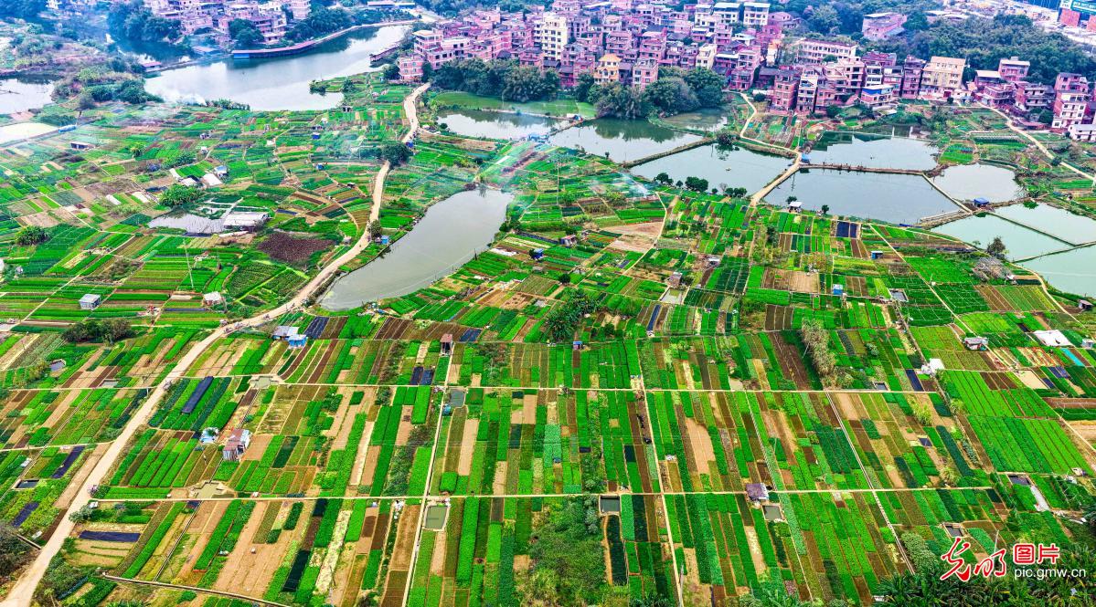 田园阡陌 景美如画