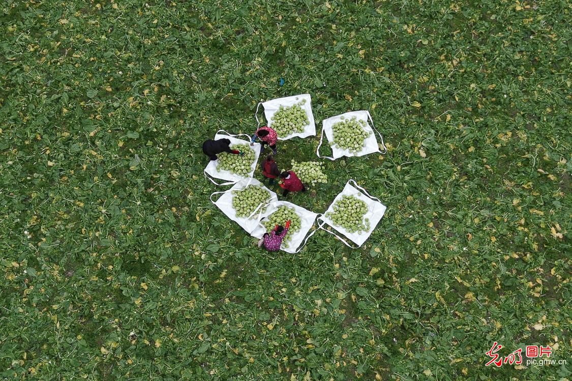 无人机转运青菜头 科技助力农事忙 无人机转运青菜头 科技助力农事忙