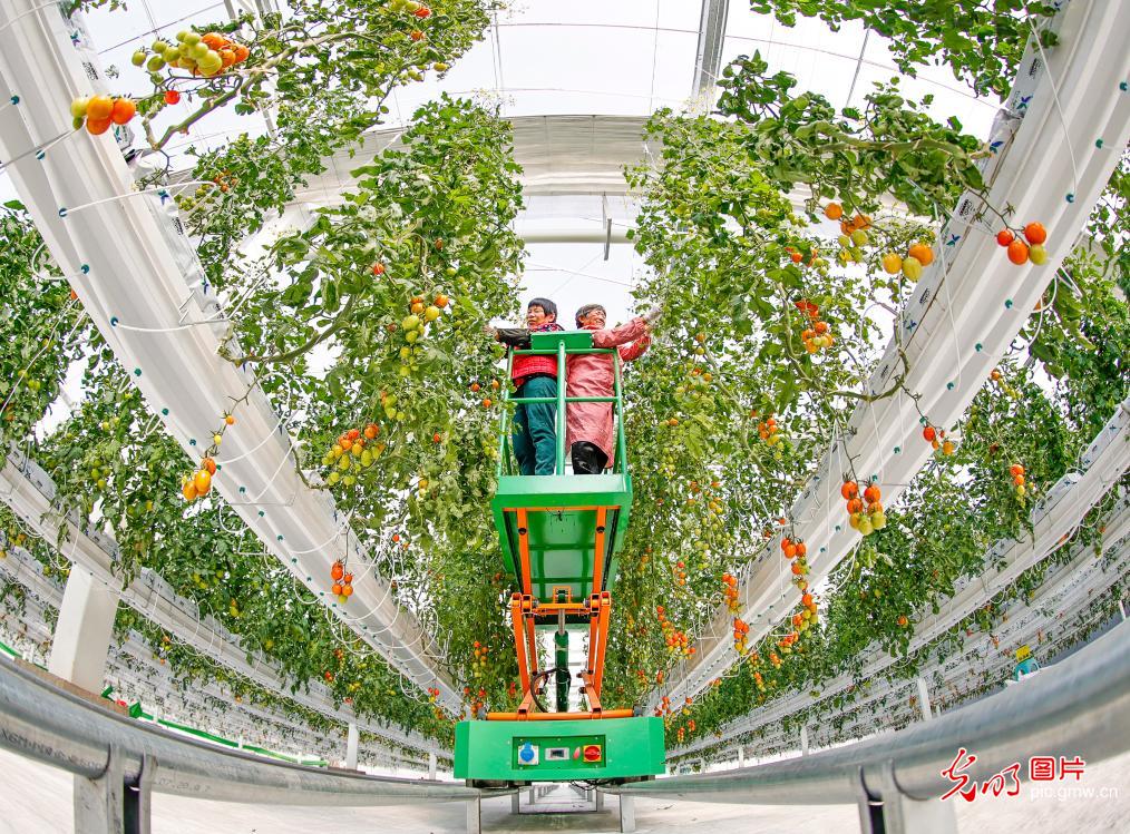 科技赋能 保障春节菜篮子