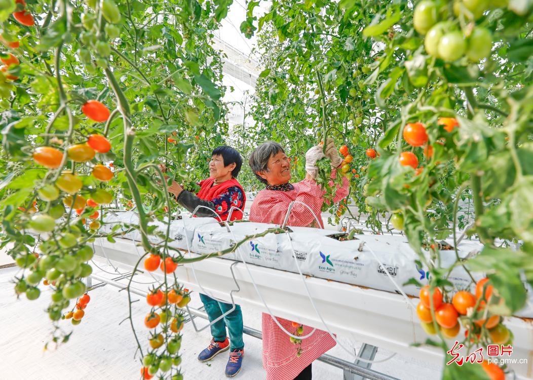 科技赋能 保障春节菜篮子