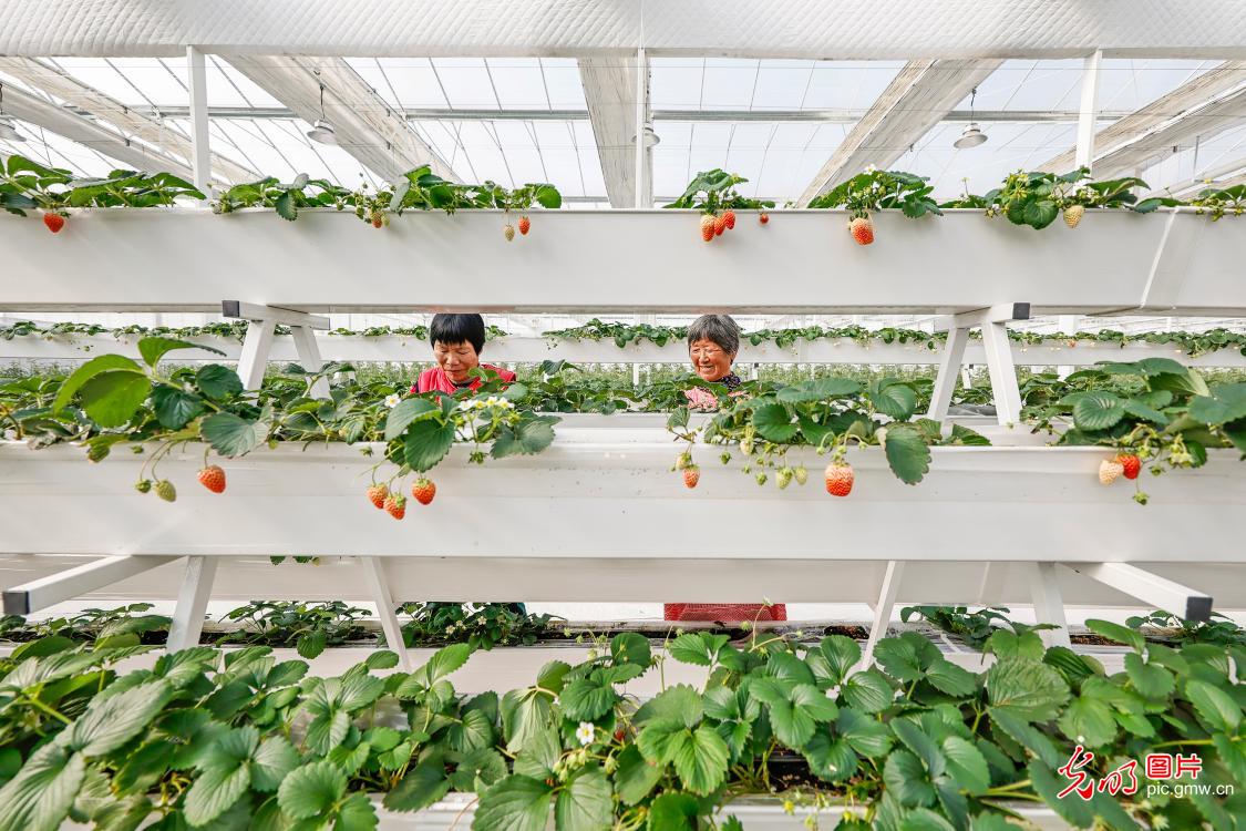 科技赋能 保障春节菜篮子