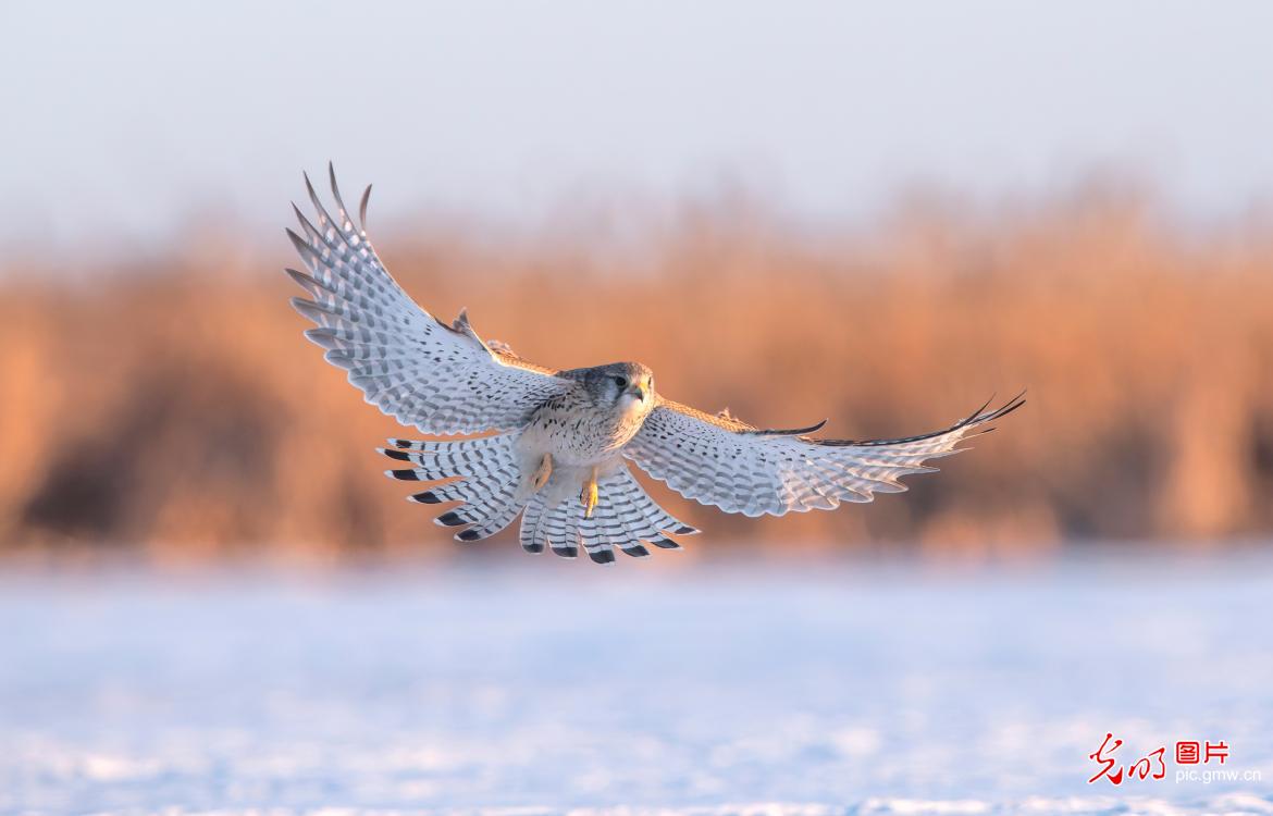 【AIGC动画】大美中国｜北疆冬日里的珍稀动物