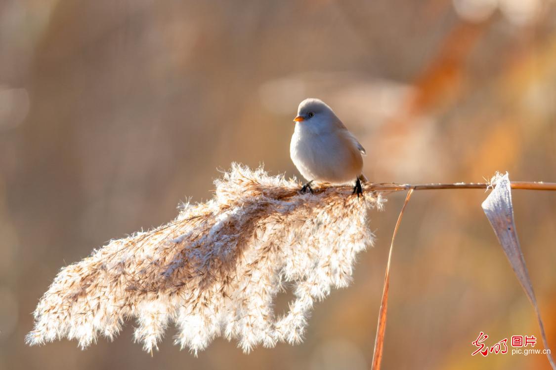 【AIGC动画】大美中国｜北疆冬日里的珍稀动物