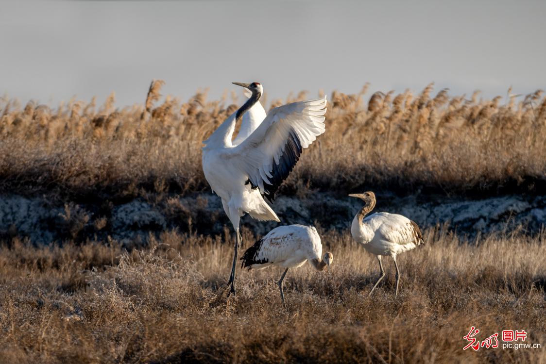 【AIGC动画】大美中国｜北疆冬日里的珍稀动物