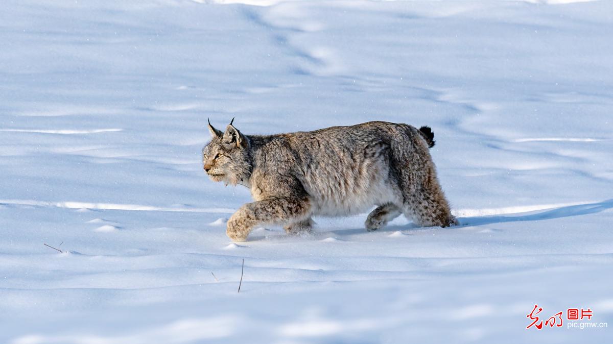 【AIGC动画】大美中国｜北疆冬日里的珍稀动物
