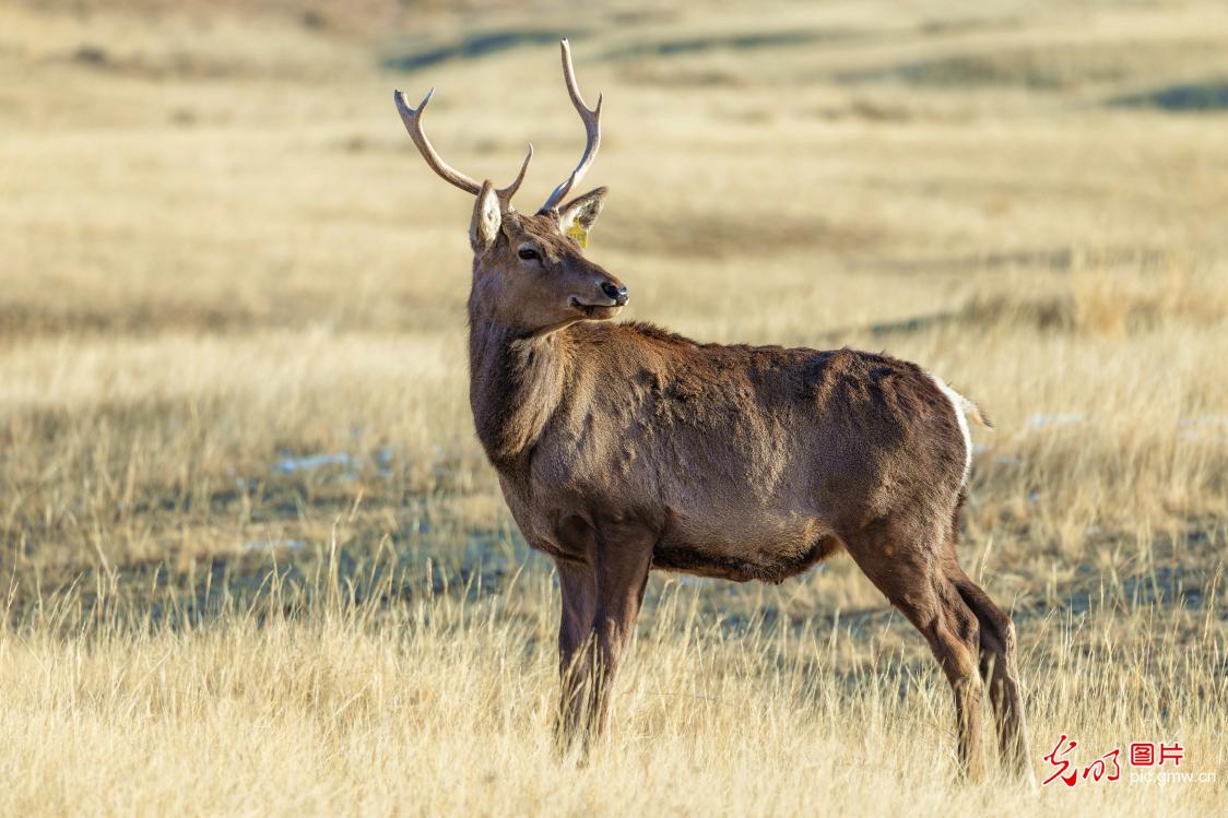 【AIGC动画】大美中国｜北疆冬日里的珍稀动物