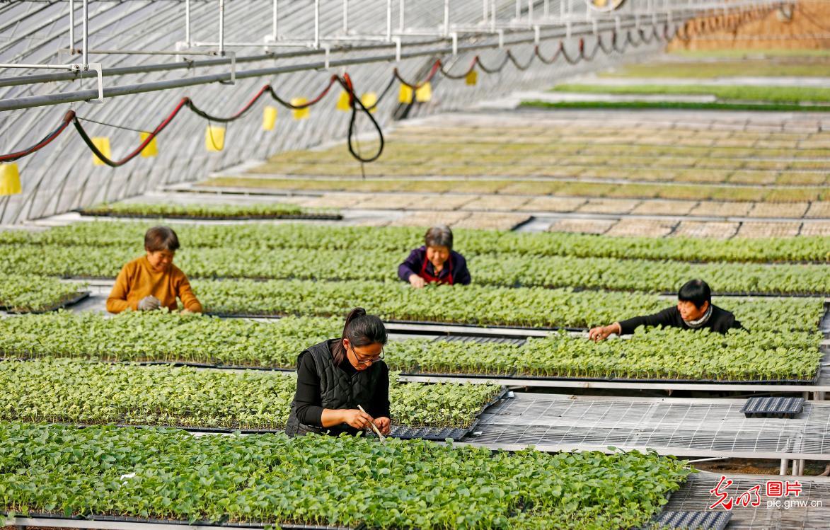 冬日育苗备春播 冬日育苗备春播