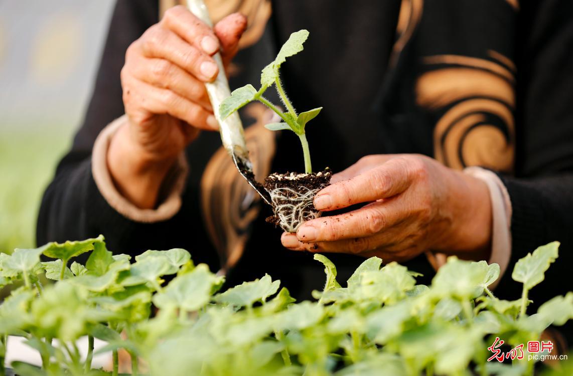 冬日育苗备春播 冬日育苗备春播