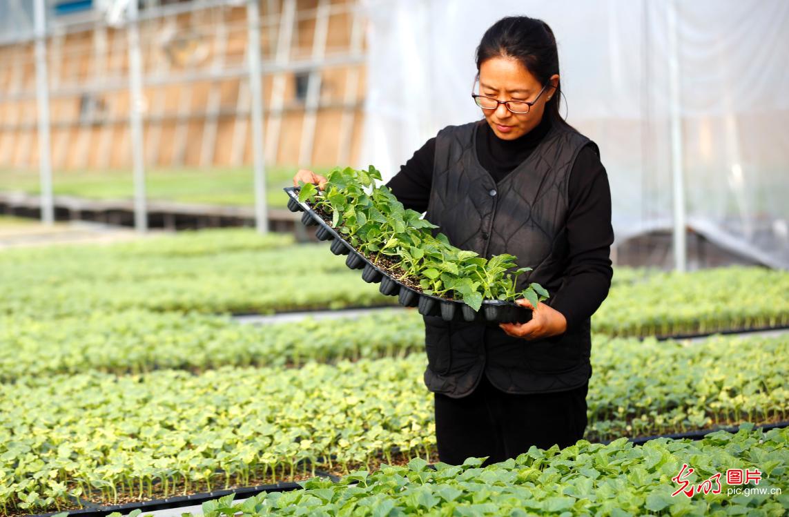 冬日育苗备春播 冬日育苗备春播