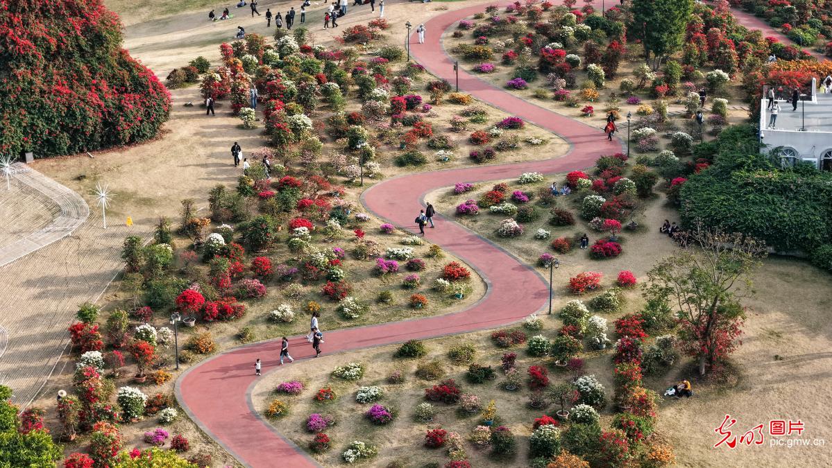 繁花似锦 游人踏香