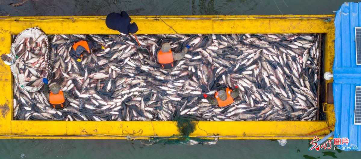 新年第一网 冬捕供市场