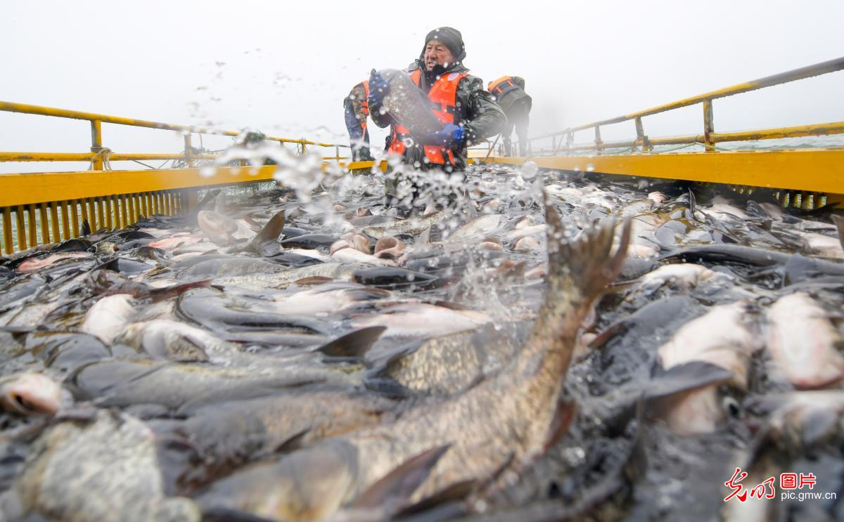新年第一网 冬捕供市场
