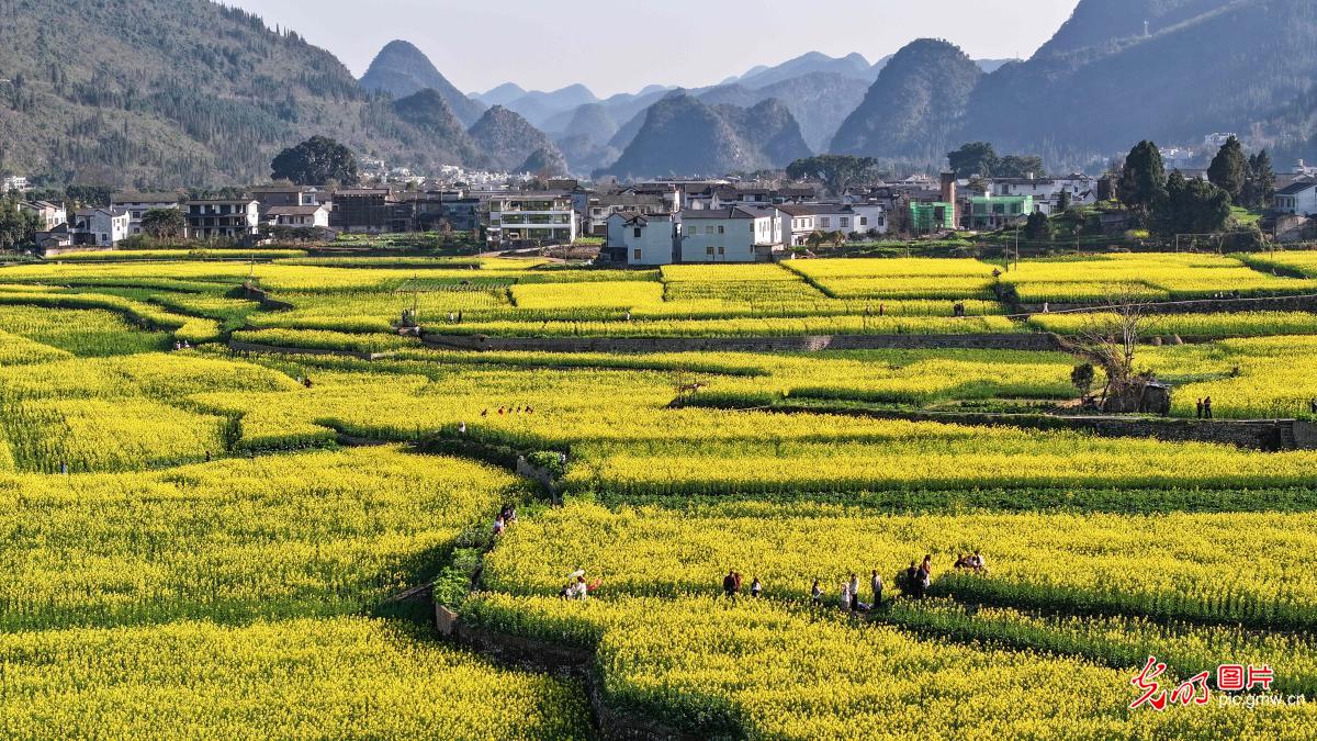 万峰林千亩油菜花渐次开放