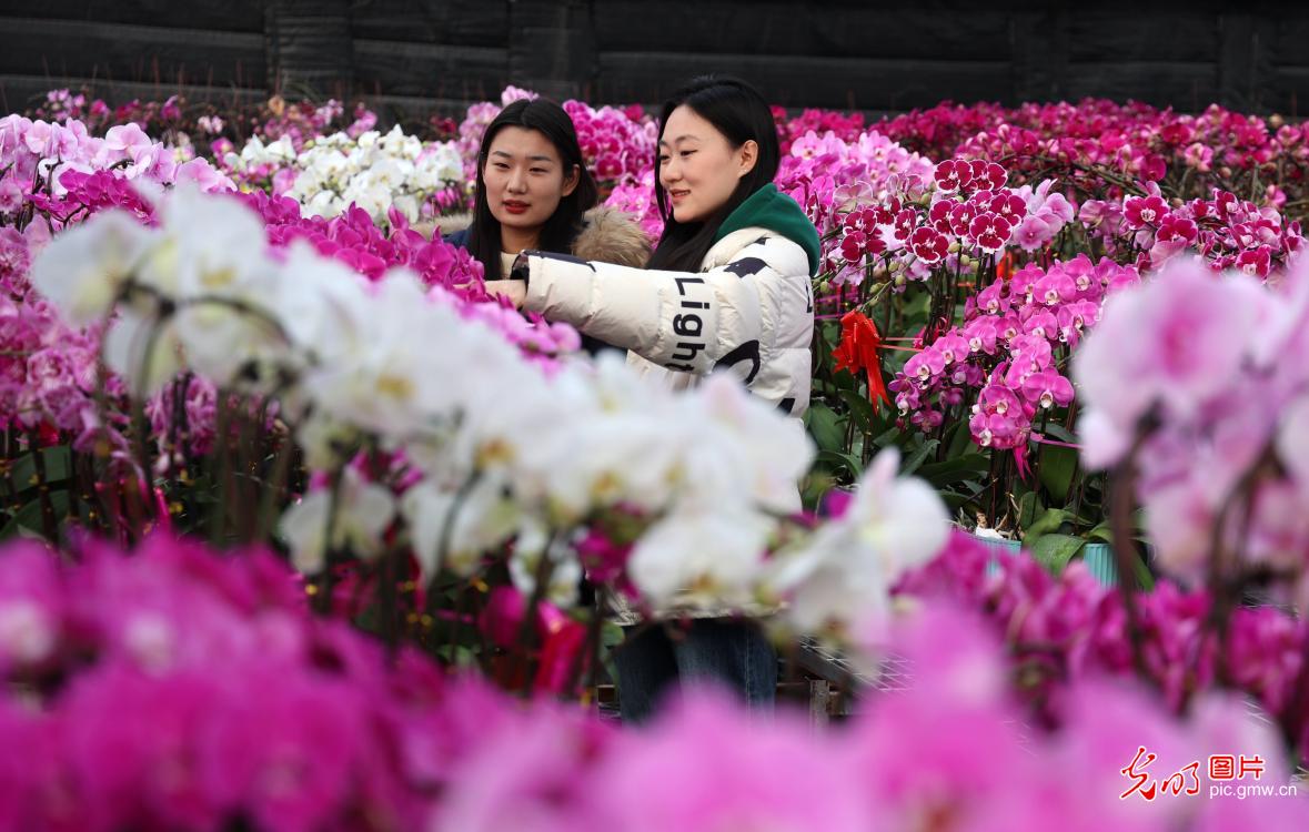 新春花市“春来早” 全国花农保供忙