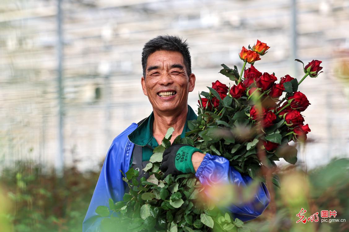 新春花市“春来早” 全国花农保供忙