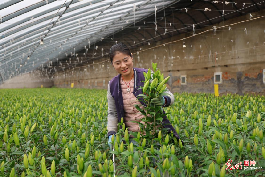 新春花市“春来早” 全国花农保供忙