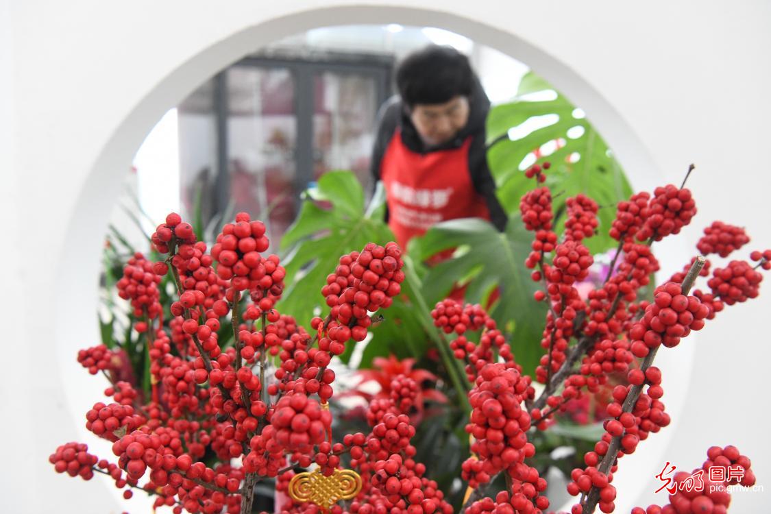 新春花市“春来早” 全国花农保供忙