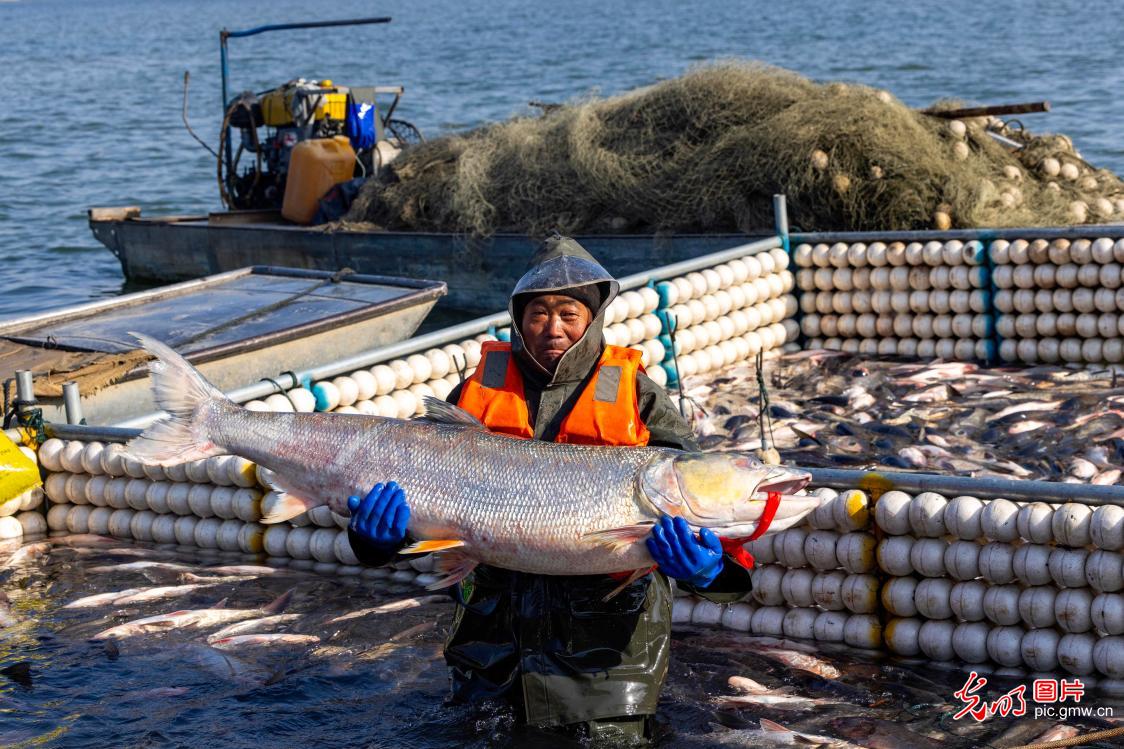 鱼跃人欢冬捕忙 浓情年味庆丰收