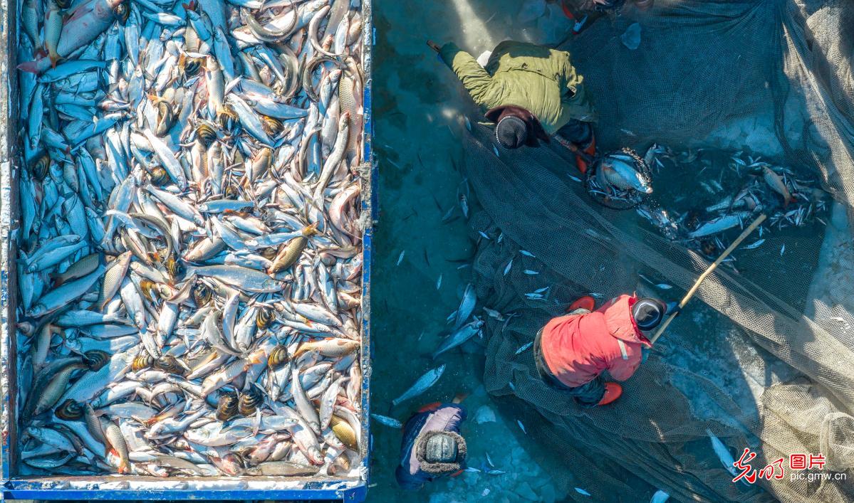 鱼跃人欢冬捕忙 浓情年味庆丰收