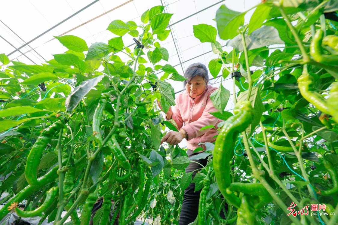 立春风送暖 俗韵满人间