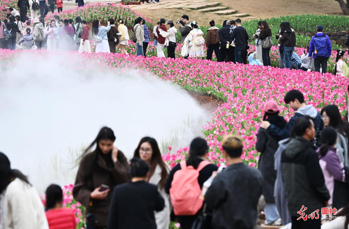 郁金香绽放 绿城春意浓