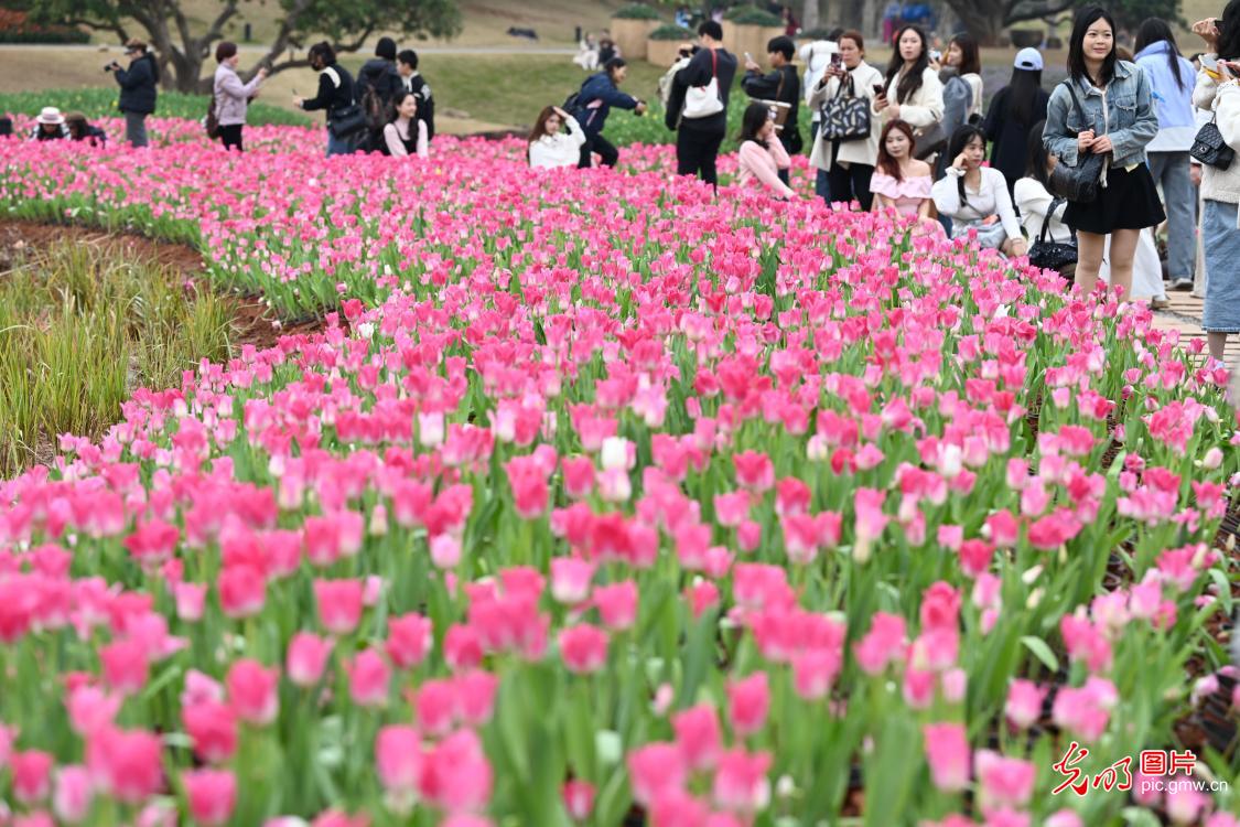郁金香绽放 绿城春意浓
