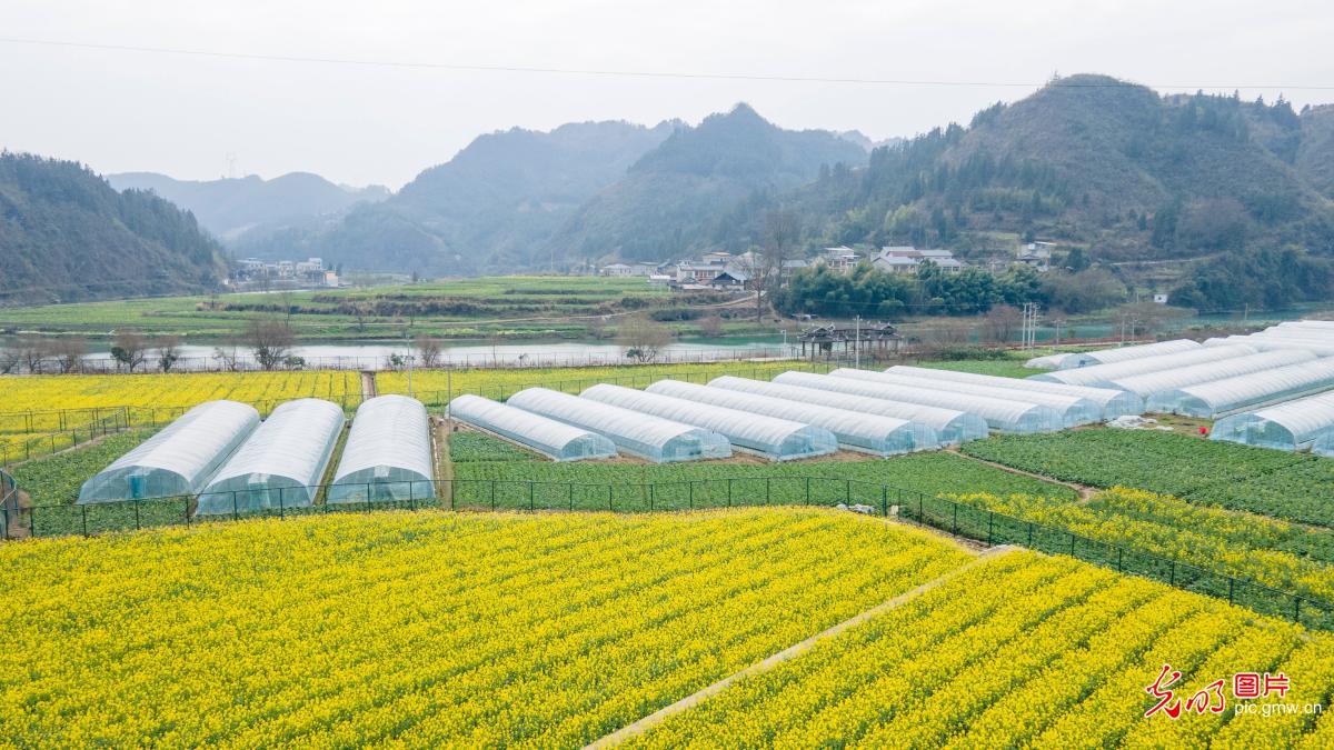 油菜花开春意浓