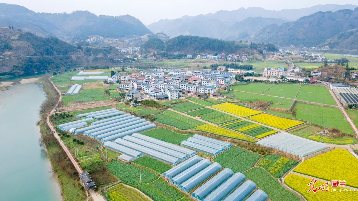 油菜花开春意浓